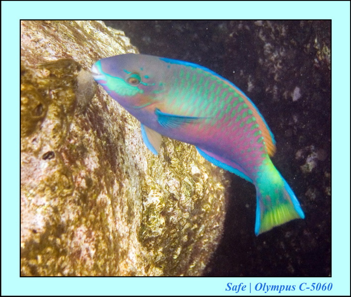 2006 - 07 - Tioman - Plongee Coral island 14